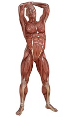 Fototapeta na wymiar Male body without skin, anatomy and muscles 3d illustration isolated on white