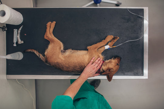 Overhead view of veterinarian preparing a dog for a surgical procedure