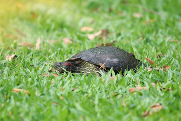 Cyclemys tcheponensis turtle animal walking on green grass in nature background with lights effects