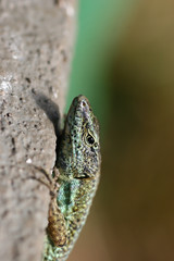 Lizards head closeup
