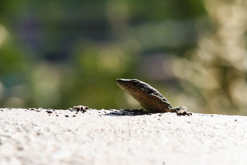 Lizard looking over walls edge