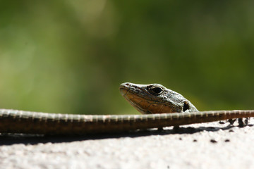 Lizard looking from behind a tail