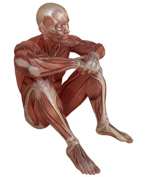 Male body without skin, anatomy and muscles 3d illustration isolated on white