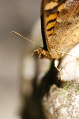 Closeup on the eye of a brown butterfly sitting on a blurred stone