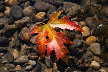 Maple leaf floating in crystal clear water over some pebbles