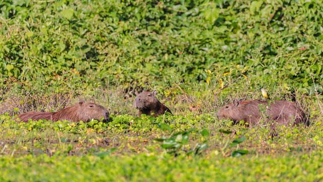 Capybara In The Amazon Basin Bolivia