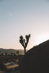 Joshua Tree