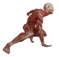 Male body without skin, anatomy and muscles 3d illustration isolated on white