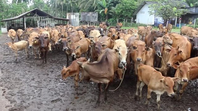 Cows On A Cattle Farm In Thailand