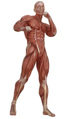 Fototapeta premium Male body without skin, anatomy and muscles 3d illustration isolated on white