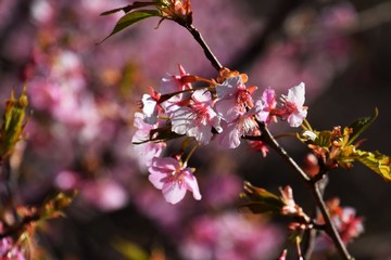 サクラの花