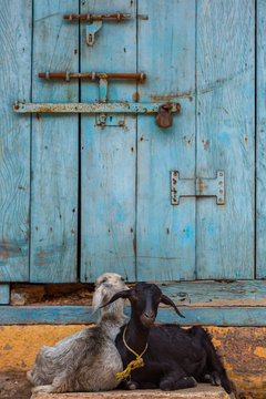 Two goats sitting in front of a blue door in India