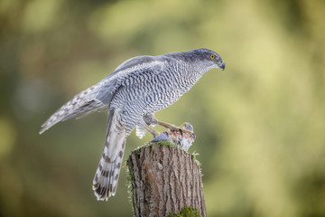 Wild forest goshawk