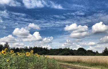 sunflowers field in the country