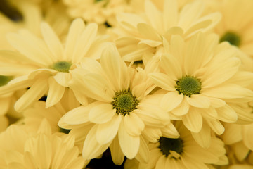 Fototapeta premium Yellow Daisies