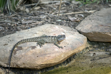 water dragon lizard
