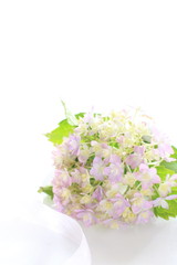 Obraz na płótnie Canvas Purple hydrangea on white background with copy space