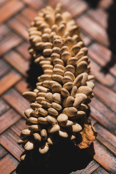 Winter melon seeds