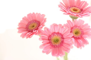 Elegance pink gerbera daisy with copy space