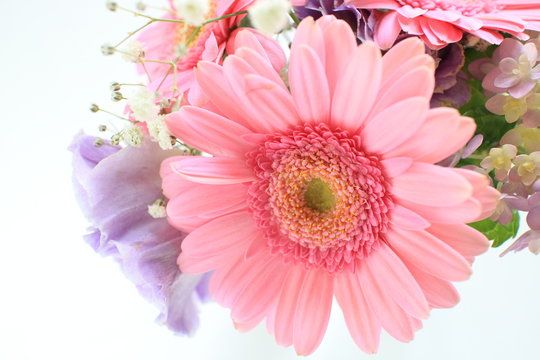 Pastel color gerbera daisy and hydrangea for early summer image