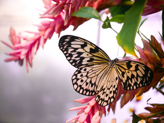 Schmetterling