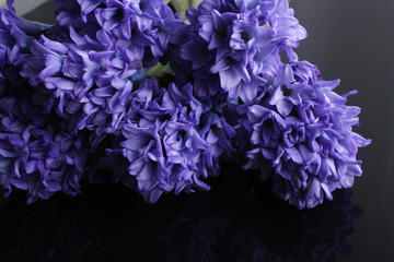 hyacinth blue flowers on a black background