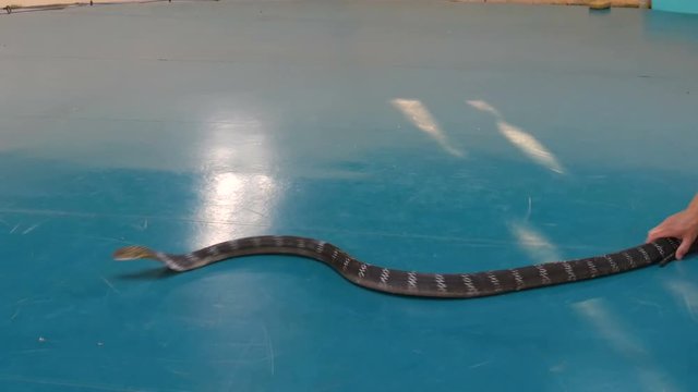 PATTAYA, THAILAND - JANUARY 17, 2018: Snake tamer tames the royal cobras, the common cobra and the pythons in the arena of snake farm