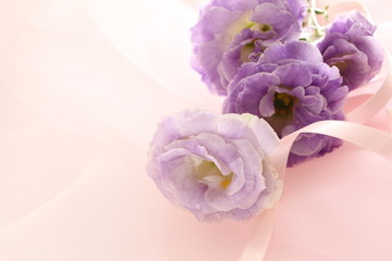 purple flower on white background 