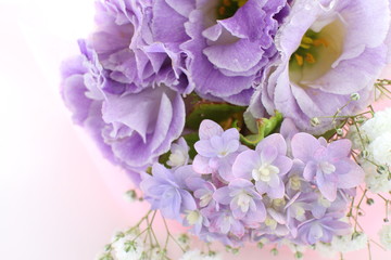purple flower on white background 