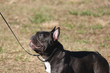 French Bulldog / Dog Show Portrait
