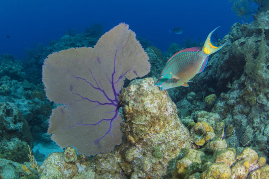 Blue Parrotfish feeding on coral