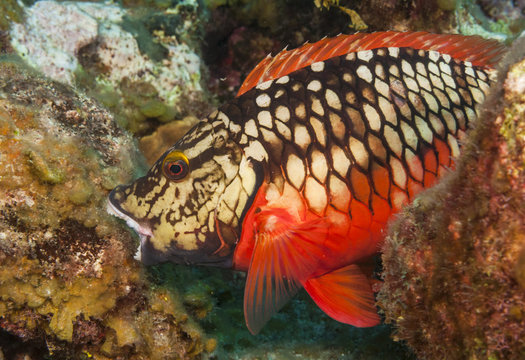 Stoplight Parrotfish Eating Algae