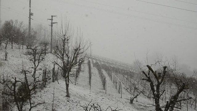 Snowfall on the vineyards of Monferrato, Piedmont, Italy. February 2016