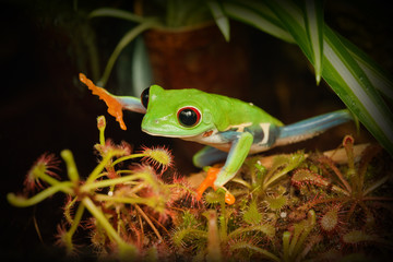 Red yea frog touching carnivorous plant in the terrarium