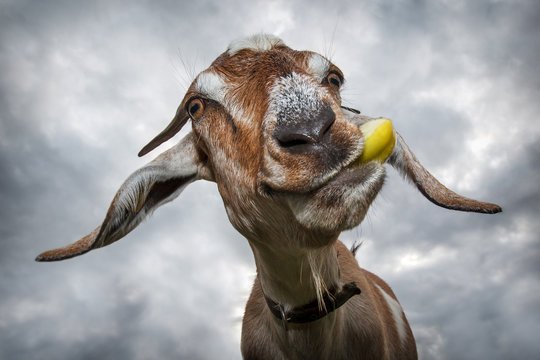 Funny brown goat chew yellow apple and smiling