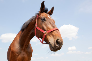Horse portrait on the blue sky background