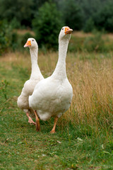 A pair of white geese walking in the meadow
