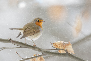 Winter robin in a beech tree