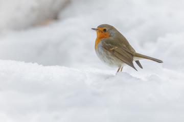 Simply a robin in snow