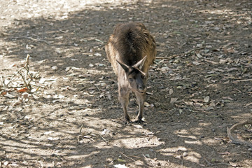 Kangaroo-Island kangaroo