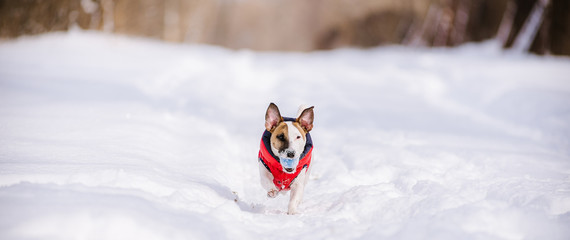 Dog rushing through deep snow with colorful toy in mouth