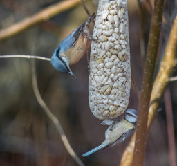 Kleiber und Blaumeise beim Fressen