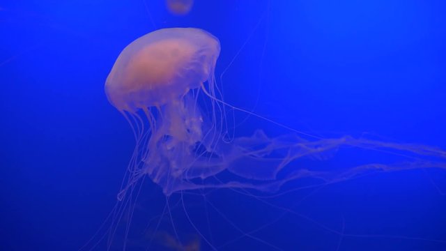 Stunning translucent jellyfish swimming around.