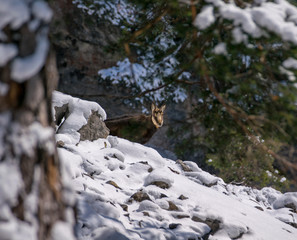 Eine Gämse in der freien Wildbahn.