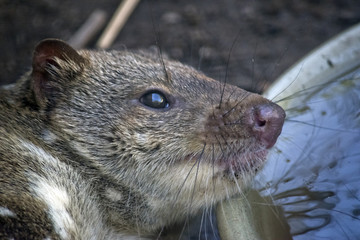 quoll