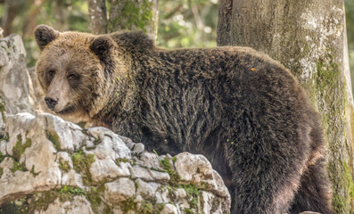 Up close brown bear