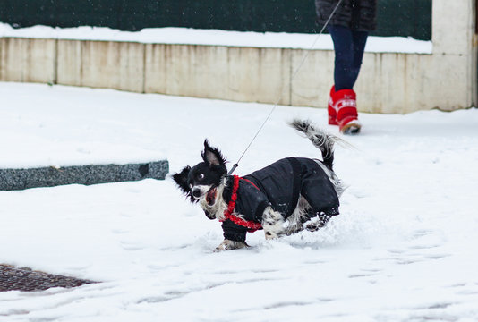 Dog plays in the snow