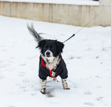 Dog plays in the snow