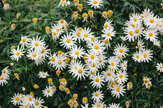 Daisy flowers