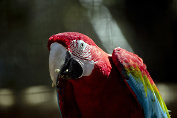 a scarlet macaw